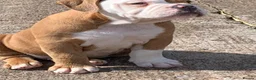 Olde English Bulldogge dogs for sale: Olde English bulldogge  - Advert 38