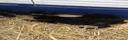 Rex rabbits for sale: 9 MINI REX BABY RABBITS FOR SALE  - Advert 2