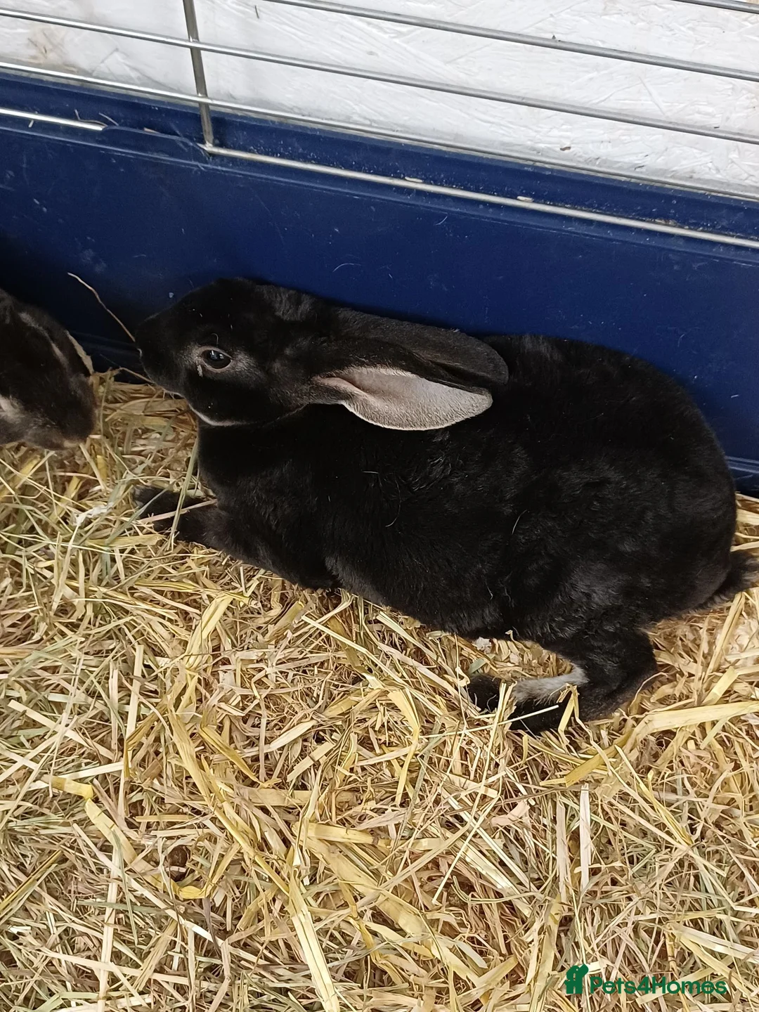 Rex rabbits for sale: 9 MINI REX BABY RABBITS FOR SALE  - Advert 2
