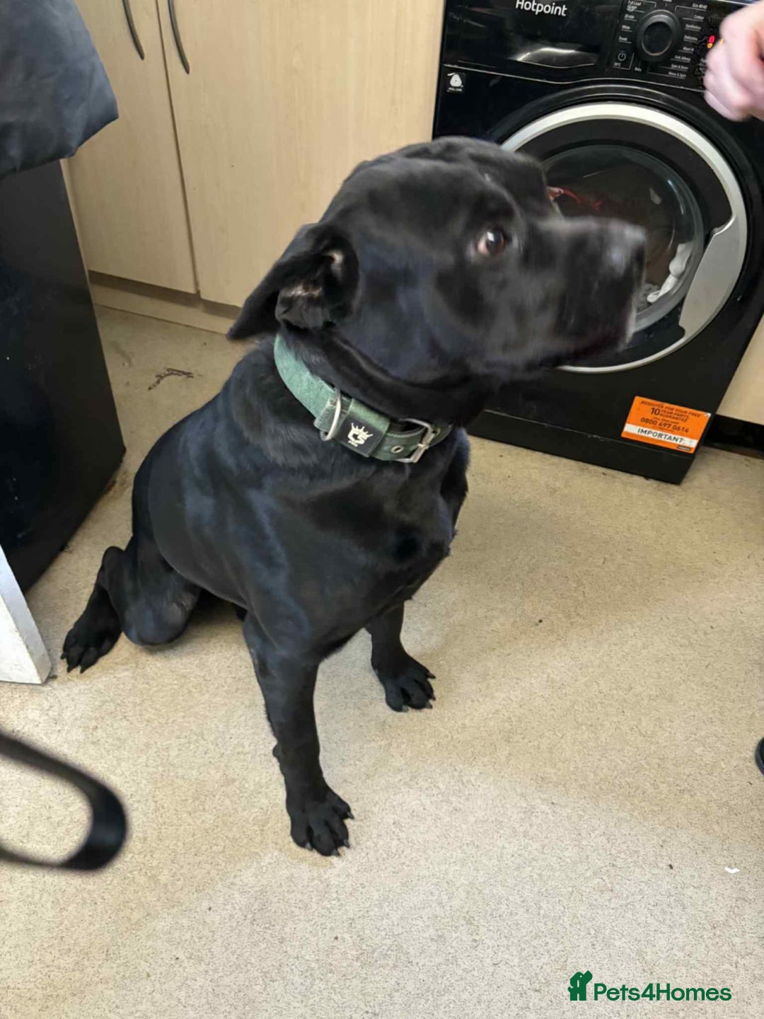 Mixed Breed dogs for sale:  cane corso cross rottweiler 1yr old  - Image 1