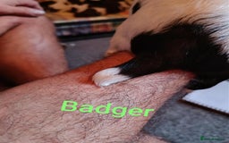 English Springer Spaniel dogs for sale: Working bred KC English Springer Spaniels puppies  - Image 16