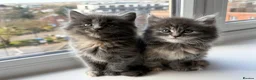 British Longhair cats for sale: Fluffy British Short hair X British Long Hair  - Advert 1