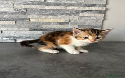 Mixed Breed cats for sale: Mixed breed kittens - Image 4