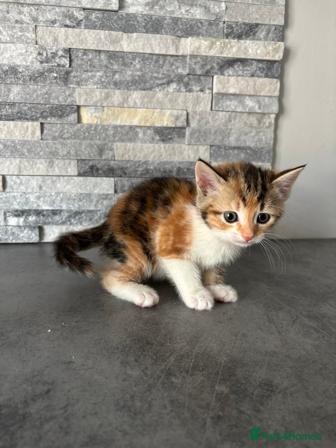 Mixed Breed cats for sale: Mixed breed kittens - Image 4