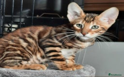 Toyger cats for sale: STUNNING TICA REG, PEDIGREE TOYGER CUBS - Image 19