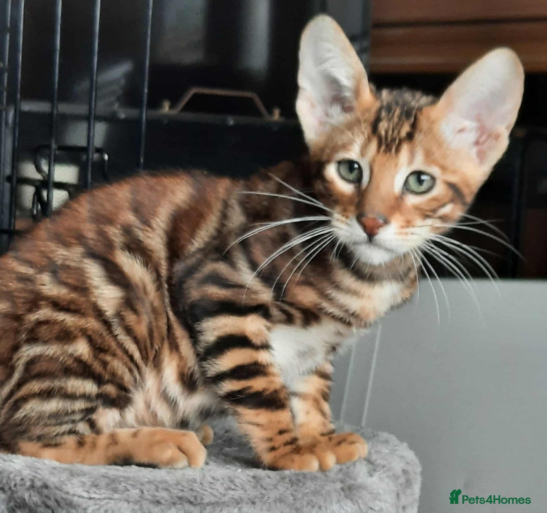 Toyger cats for sale: STUNNING TICA REG, PEDIGREE TOYGER CUBS - Image 19