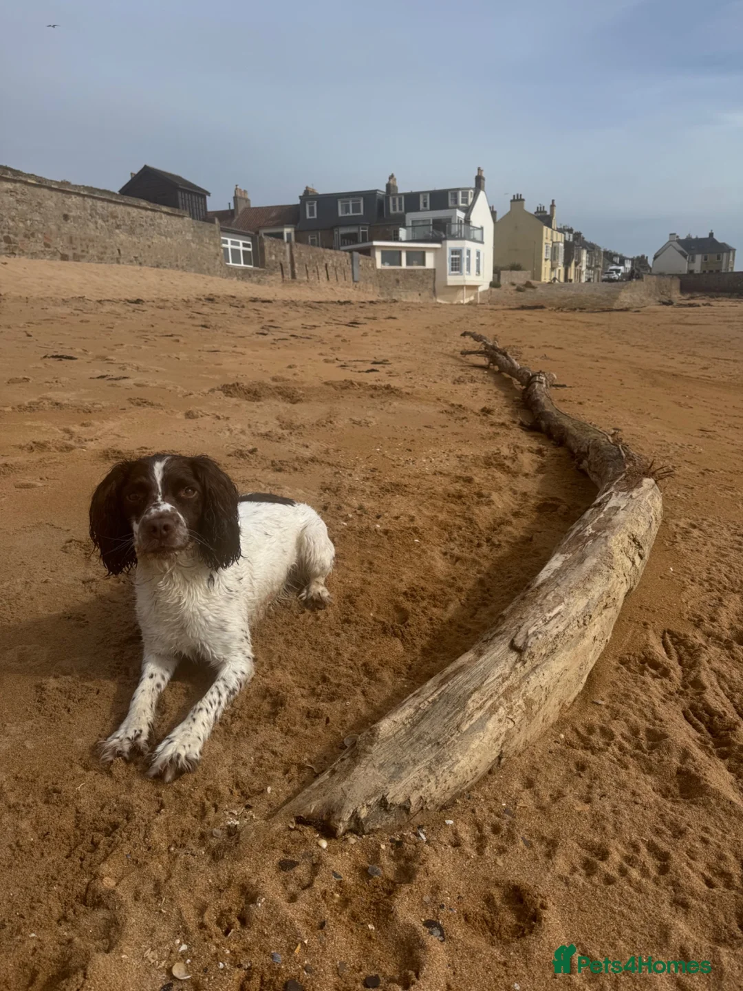 Sprocker dogs for sale: Sprocker puppies  in Dalry - Advert 1