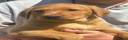 Labrador Retriever dogs for sale: KC Registered Labrador Puppies - Advert 1