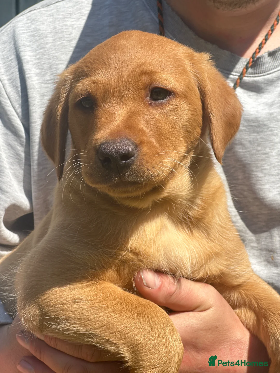 Labrador Retriever dogs for sale: KC Registered Labrador Puppies - Advert 1