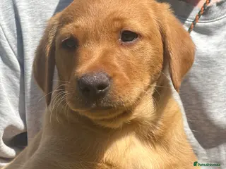 Labrador Retriever dogs KC Registered Labrador Puppies - Advert 18