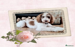 Goldendoodle dogs for stud: FULLY HEALTH TESTED! MOYEN POODLE STUD! in Kettering - Image 23