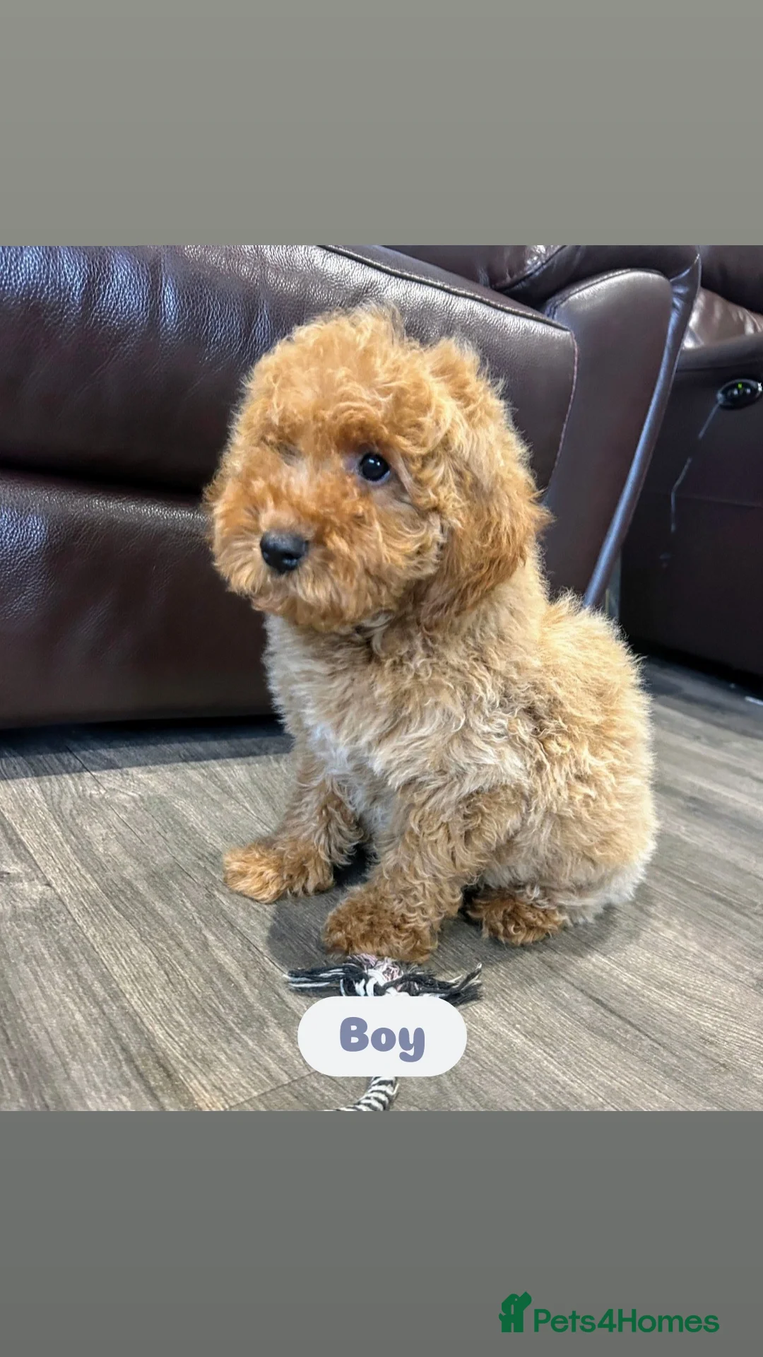 Cavapoo dogs for sale: Adorable Cavapoos ready for their new families 🐾 - Image 25