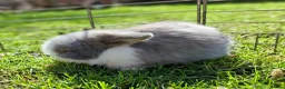 Mixed Breed rabbits for sale: 2 baby girls  Minilop/ lionhead cross - Advert 8