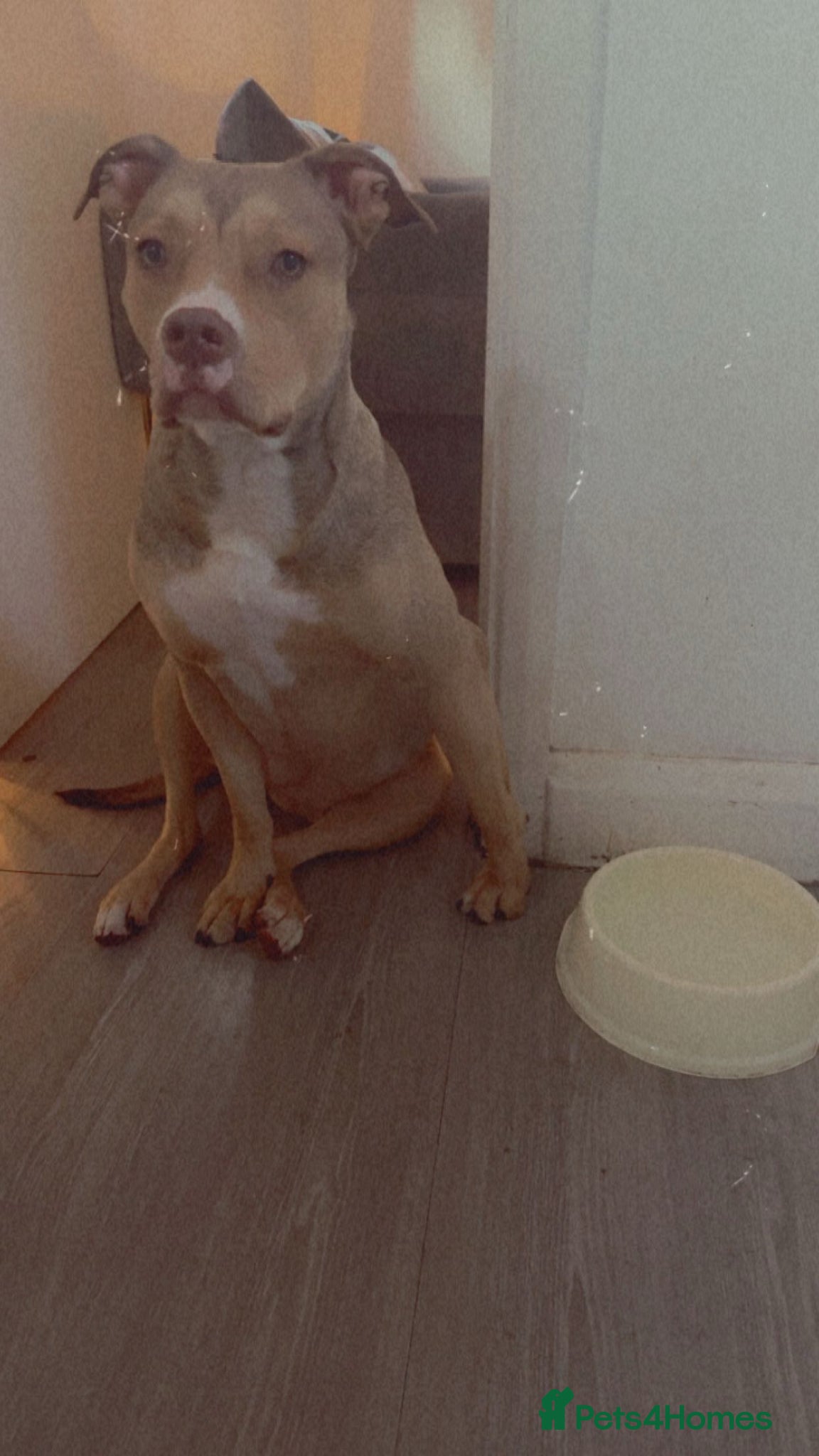 Mixed Breed dogs for sale: Milly/Millions - Advert 3