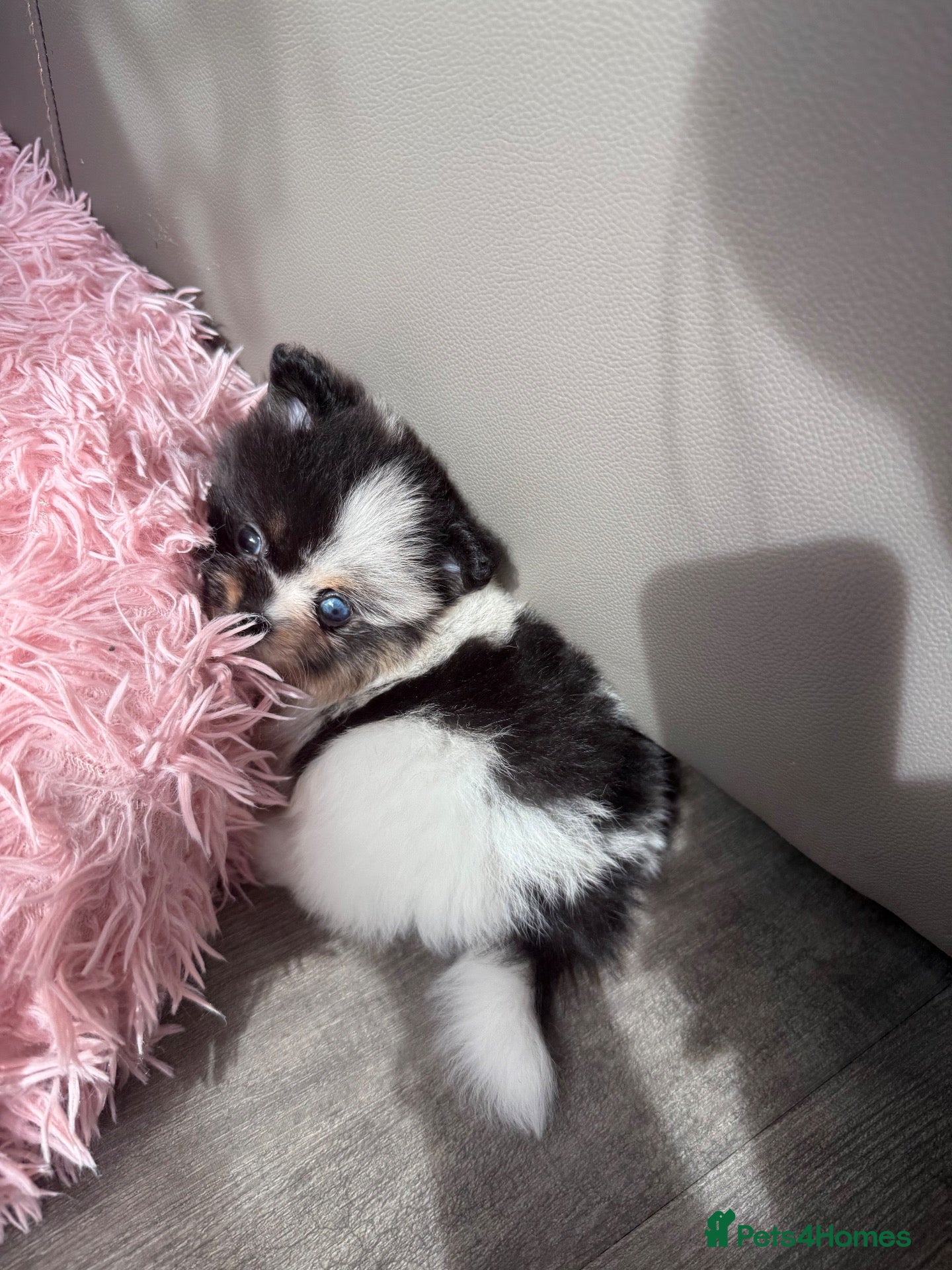 Pomeranian dogs Unique Parti tan Merle blue eye 💎🐼 - Advert 5