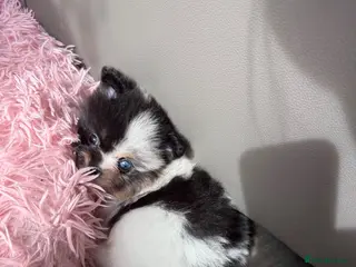 Pomeranian dogs Unique Parti tan Merle blue eye 💎🐼 - Advert 5