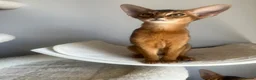 Abyssinian cats for sale: Adorable Abyssinian kittens - Advert 12