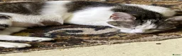 Mixed Breed cats for sale: Mom and baby boy - Advert 18