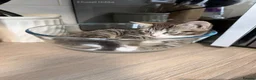 American Shorthair cats for sale: American ShortHair - Advert 3