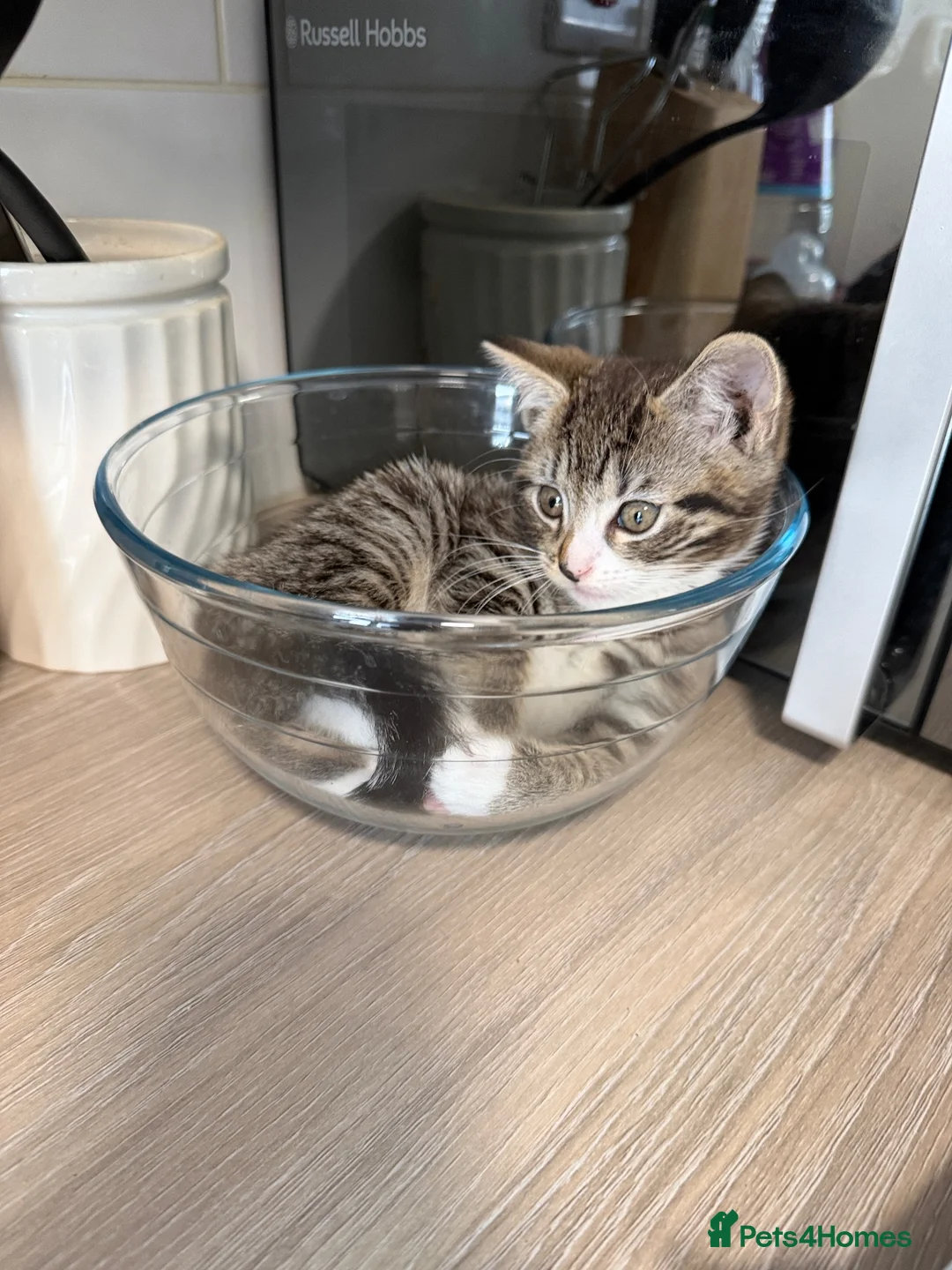 American Shorthair cats for sale: American ShortHair - Advert 3