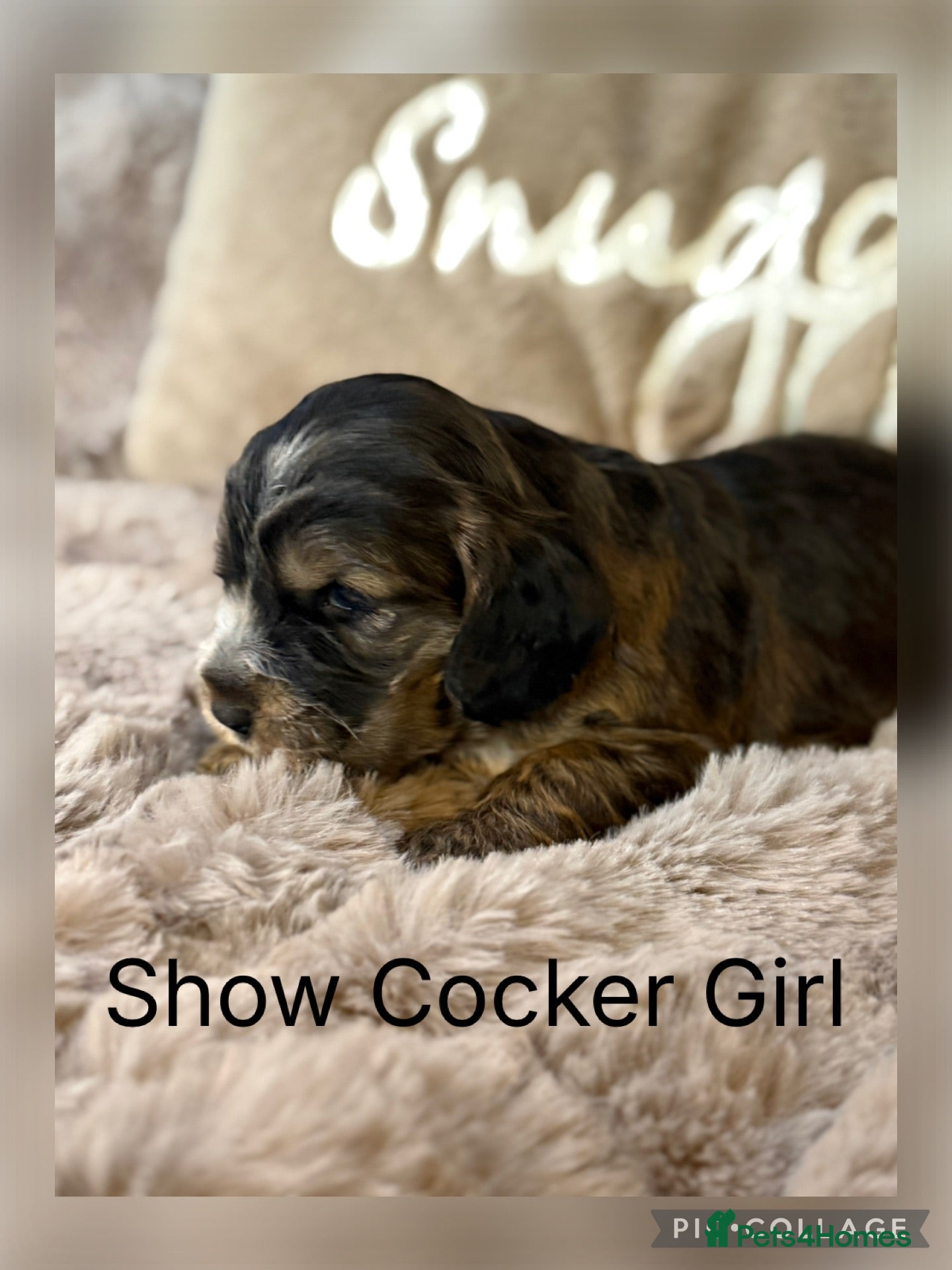 Cocker Spaniel dogs Show Cocker Spaniels  - Advert 2