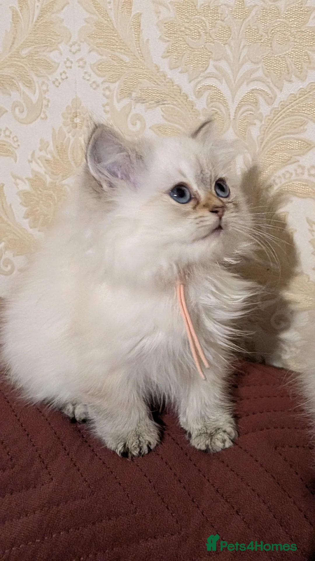 British Longhair cats for sale: Pure Long Shorthair British girls❤️ - Advert 2