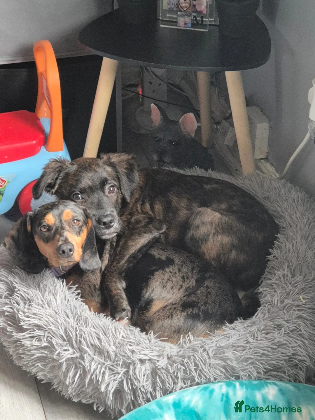 Mixed Breed dogs for sale: Staffy x collie in Bury - Advert 2