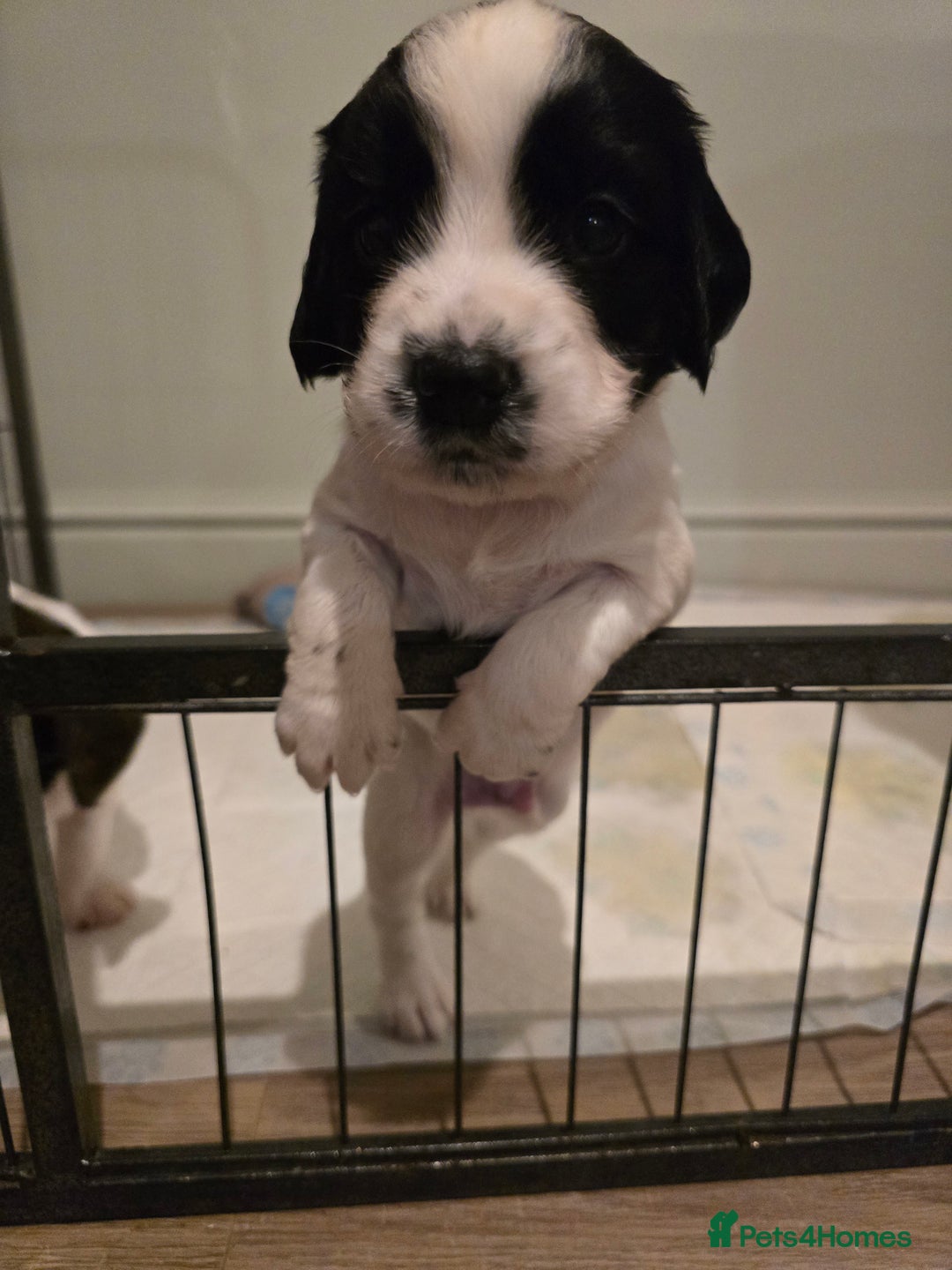 Sprocker dogs for sale: 2 x black and white Sprocker puppies - Advert 4