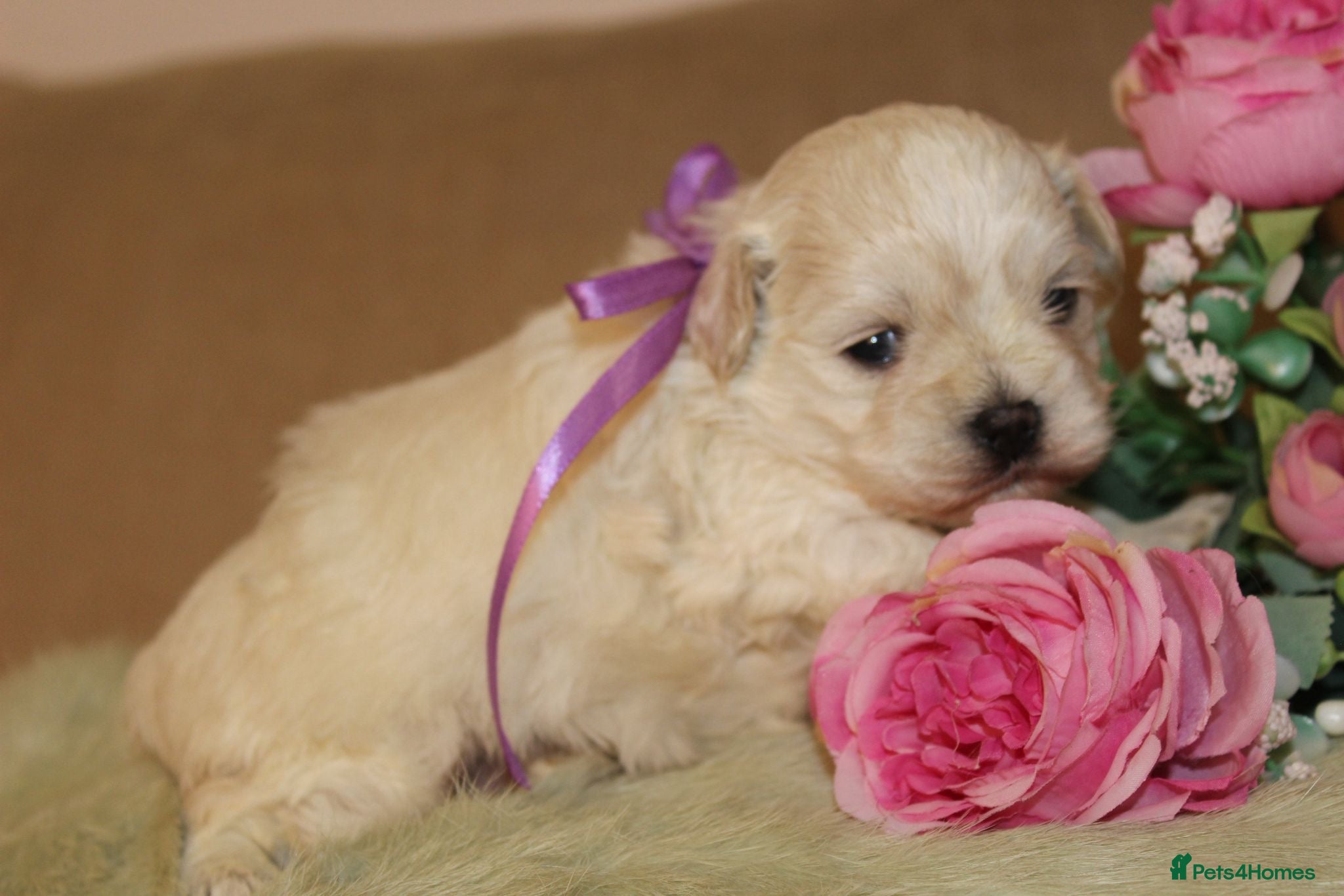 Maltipoo dogs True Mini Maltipoo F1 Puppies – Babyface Girls - Advert 2