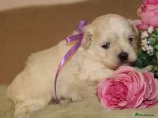 Maltipoo dogs True Mini Maltipoo F1 Puppies – Babyface Girls - Advert 2
