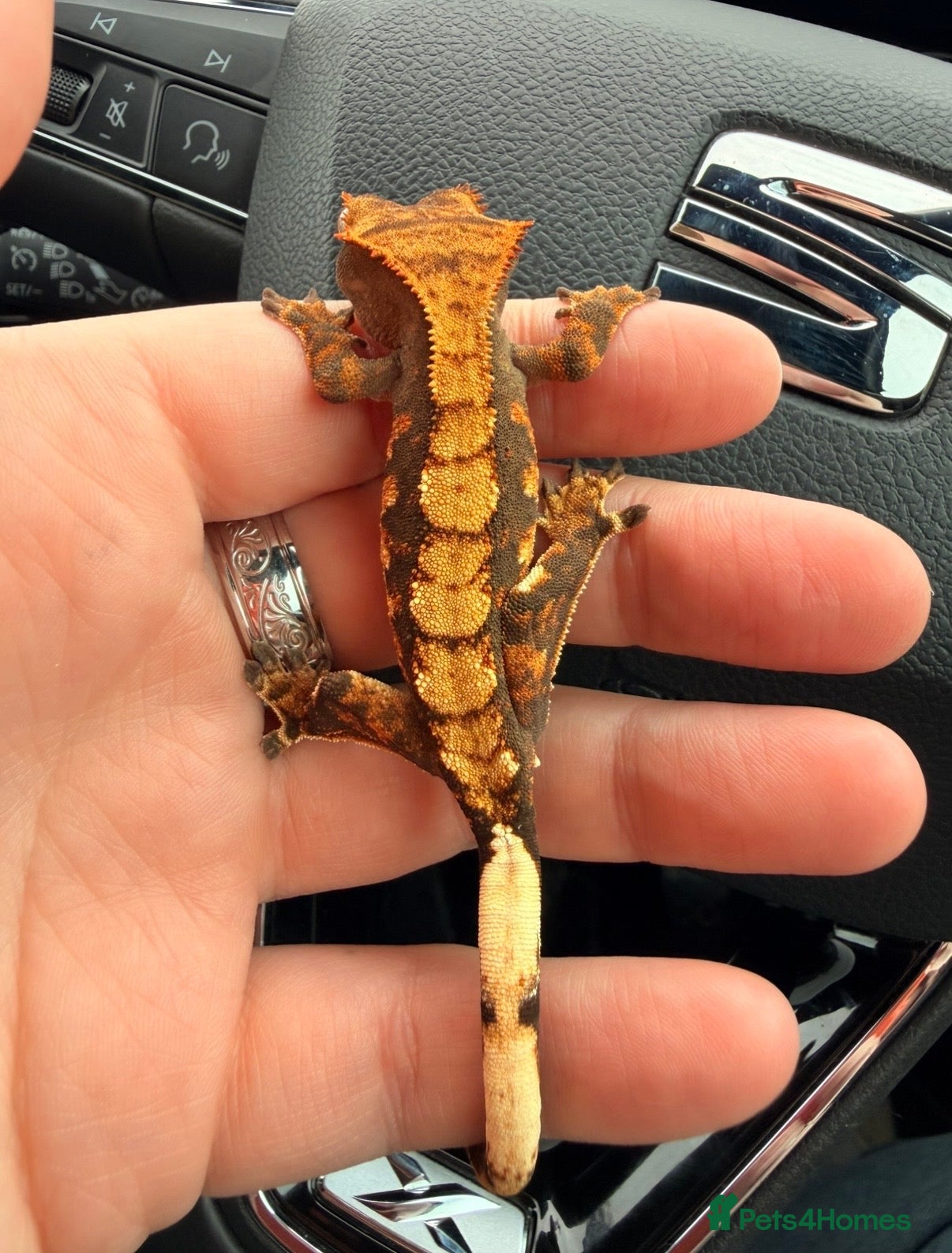 Gecko reptiles Halloween harlequin crested gecko & leopard geckos - Advert 1