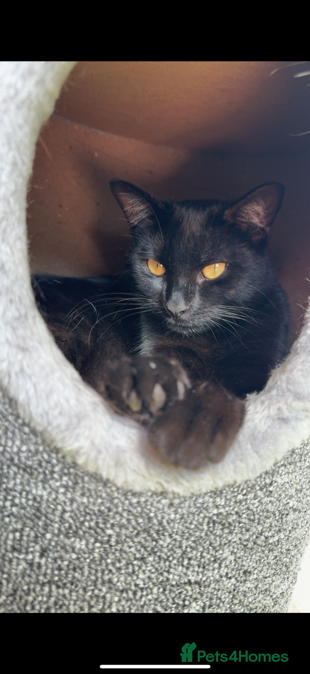 Mixed Breed cats for sale: Polly and Bonnie  - Advert 2