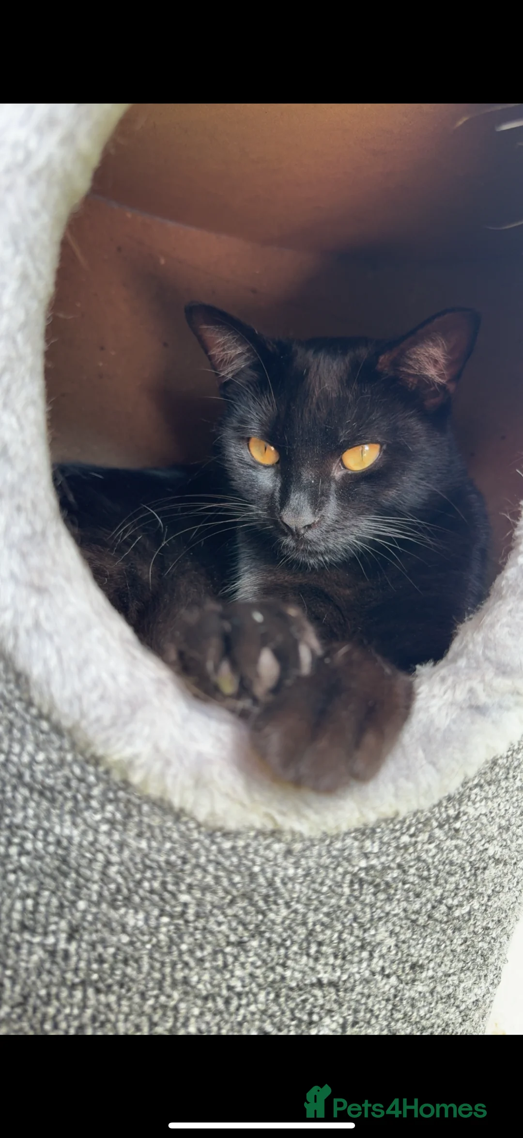 Mixed Breed cats for sale: Polly and Bonnie  - Advert 2