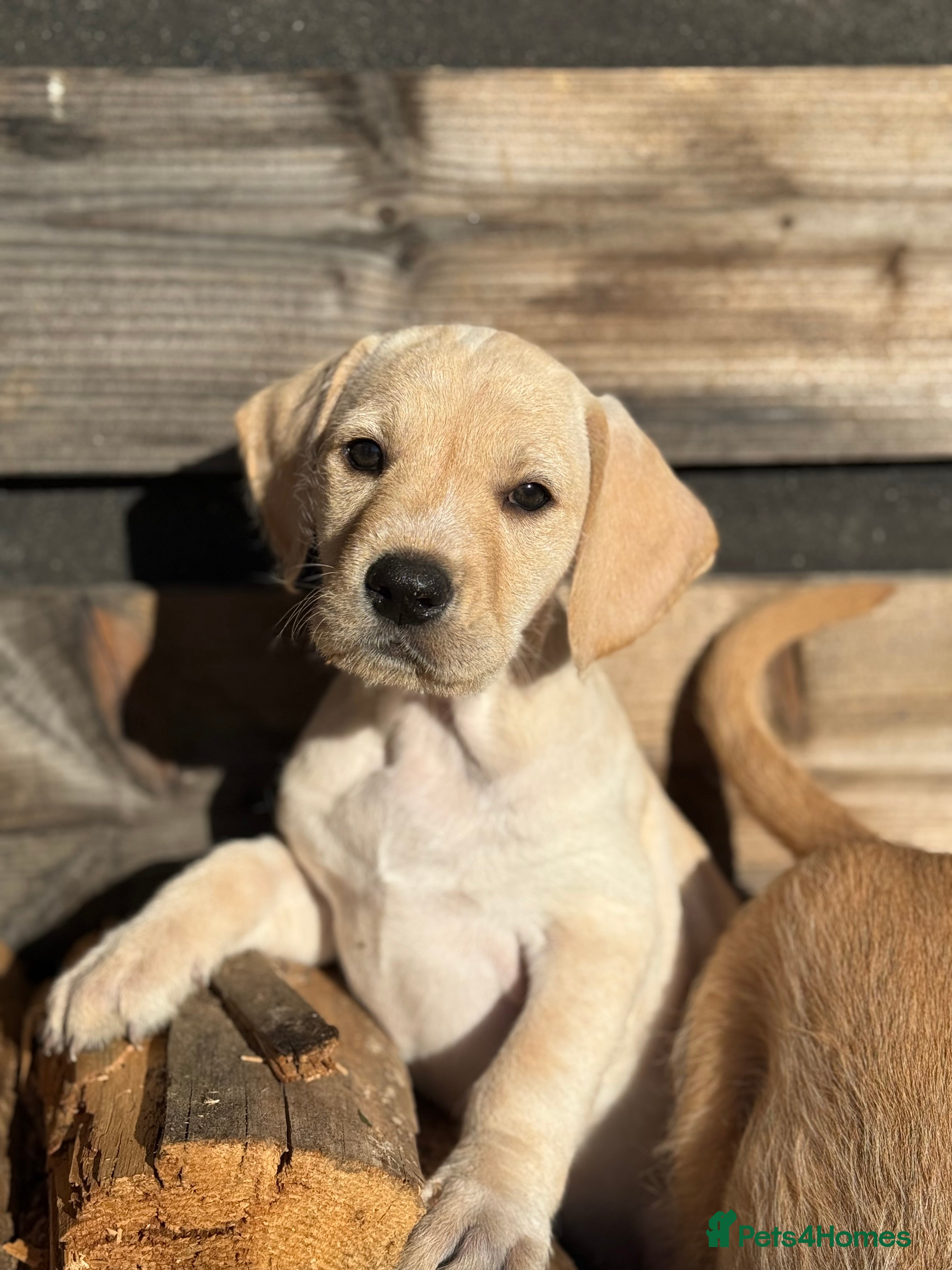 Mixed Breed dogs Pointervizsladoos -Stunning litter  - Advert 2