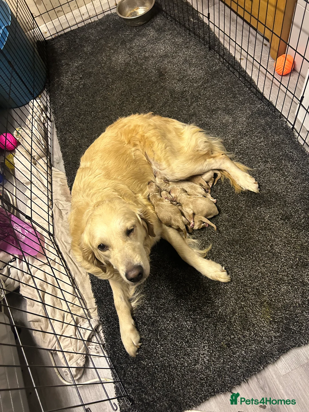 Goldendoodle dogs for sale: F1 golden doodle 5 left viewings now available. - Advert 18