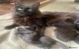 Maine Coon cats for sale: GCCF registered ACTIVE Queens  - Image 4
