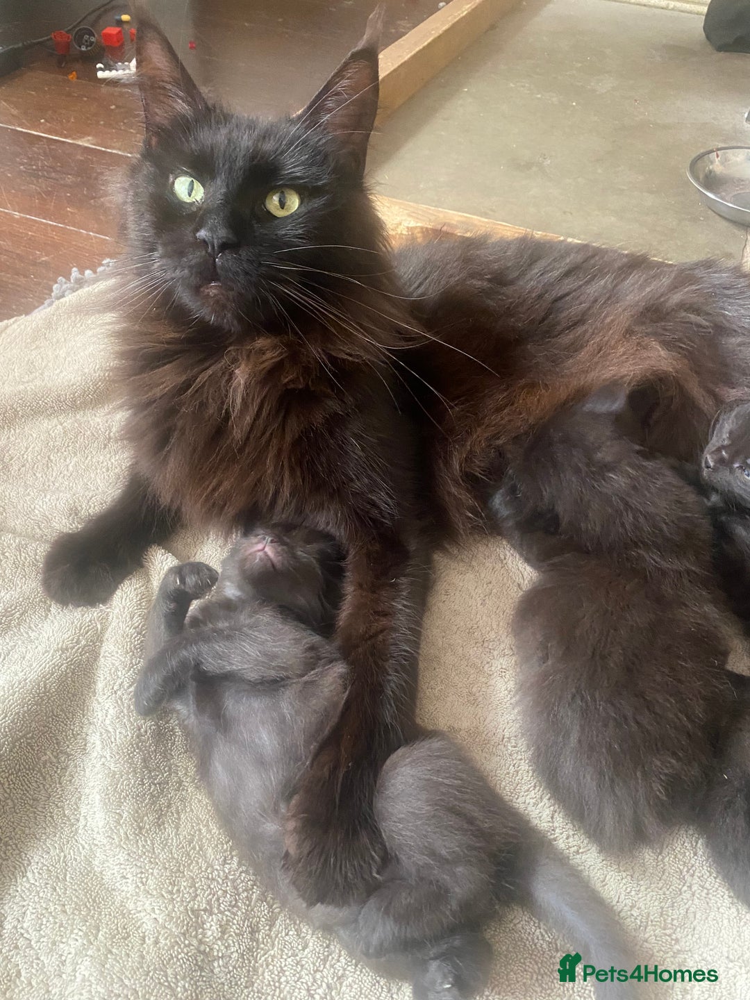 Maine Coon cats for sale: GCCF registered ACTIVE Queens  - Image 4