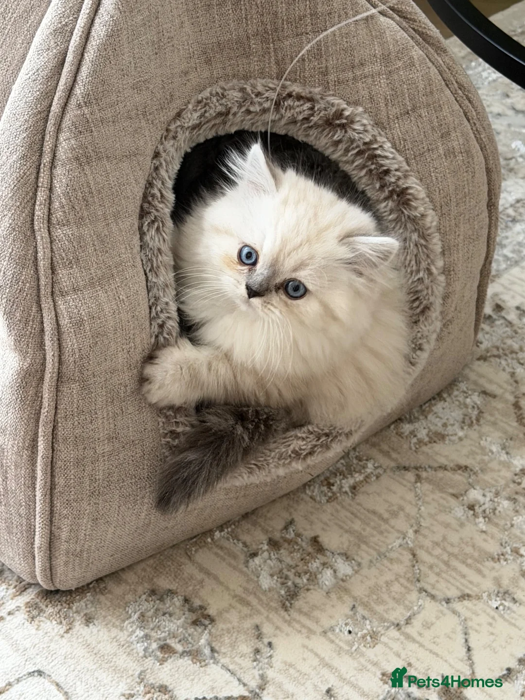 Persian cats for sale: Beautiful Lynx point Persian Himalayan kitten - Advert 1