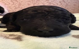 Standard Poodle dogs for sale: Black girl  - Image 3