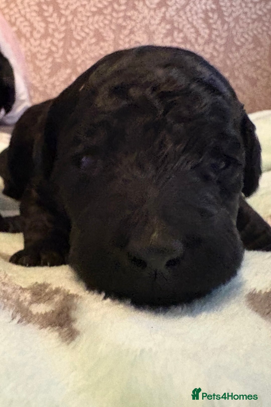 Standard Poodle dogs for sale: Black girl  - Image 3