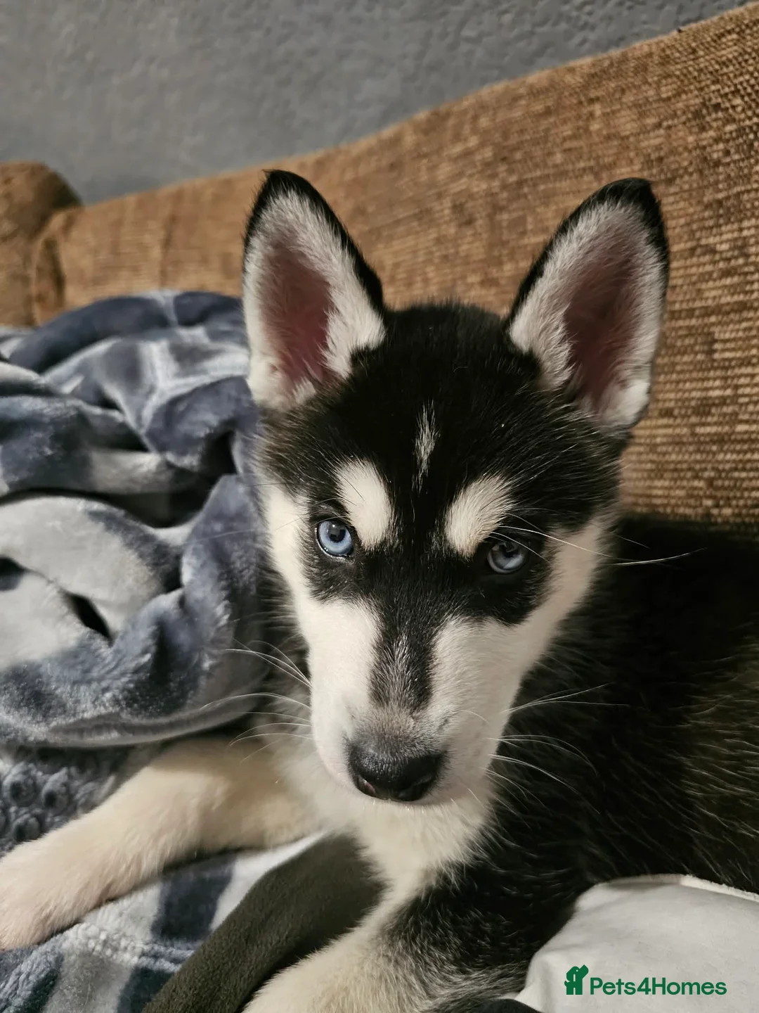 Siberian Husky dogs for sale: Stunning Husky puppies  - Advert 5