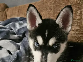 Siberian Husky dogs Stunning Husky puppies - Advert 1