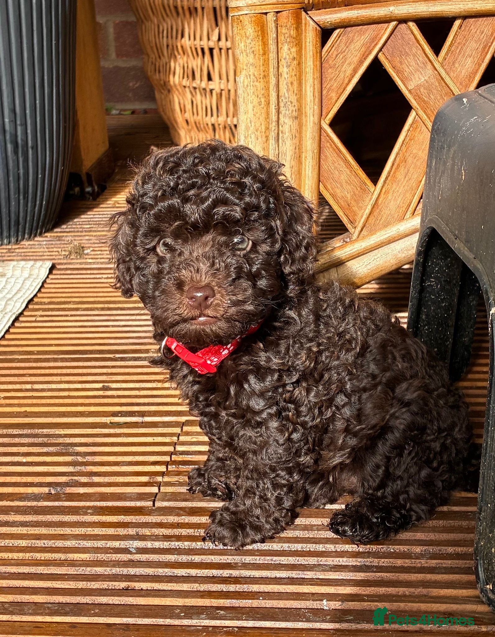 Toy Poodle dogs Toy poodles - Advert 2