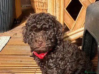 Toy Poodle dogs Toy poodles - Advert 18