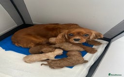 Cavapoo dogs for sale: Beautiful Cavapoo puppy’s❤️ - Image 2