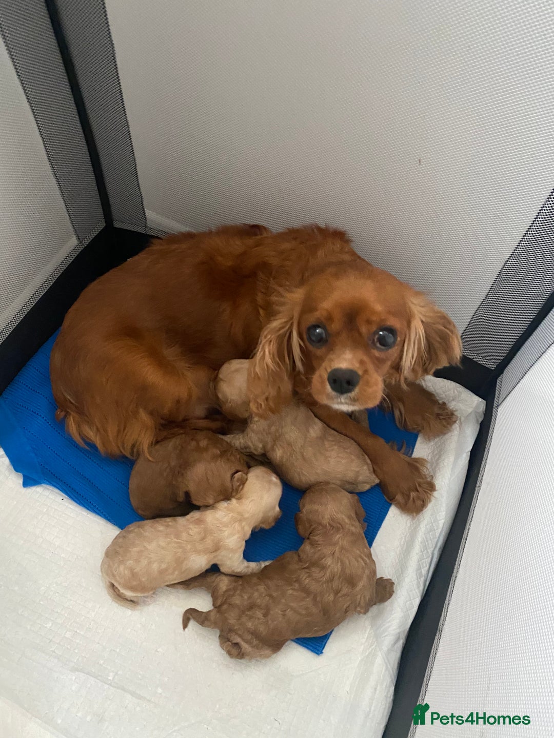 Cavapoo dogs for sale: Beautiful Cavapoo puppy’s❤️ - Image 2
