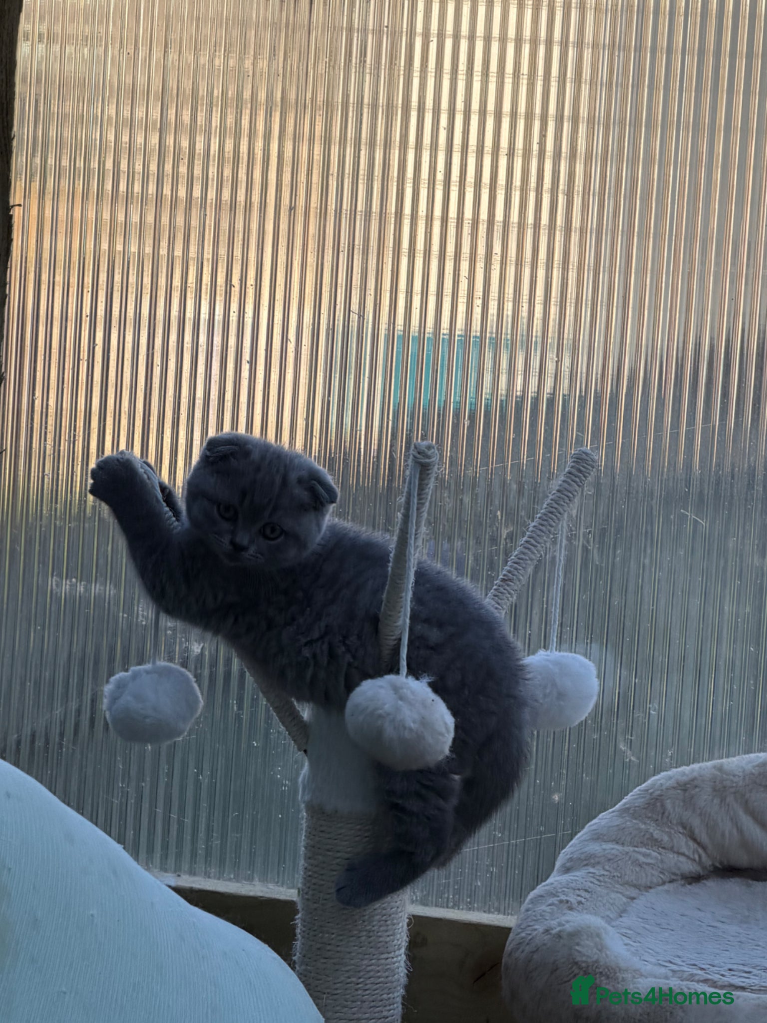 British Shorthair cats Adorable Kittens for Sale 🐾 - Advert 2