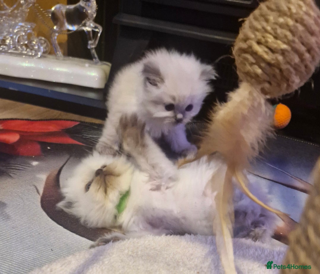 Ragdoll cats for sale: Lovely ragdoll baby's  - Advert 10