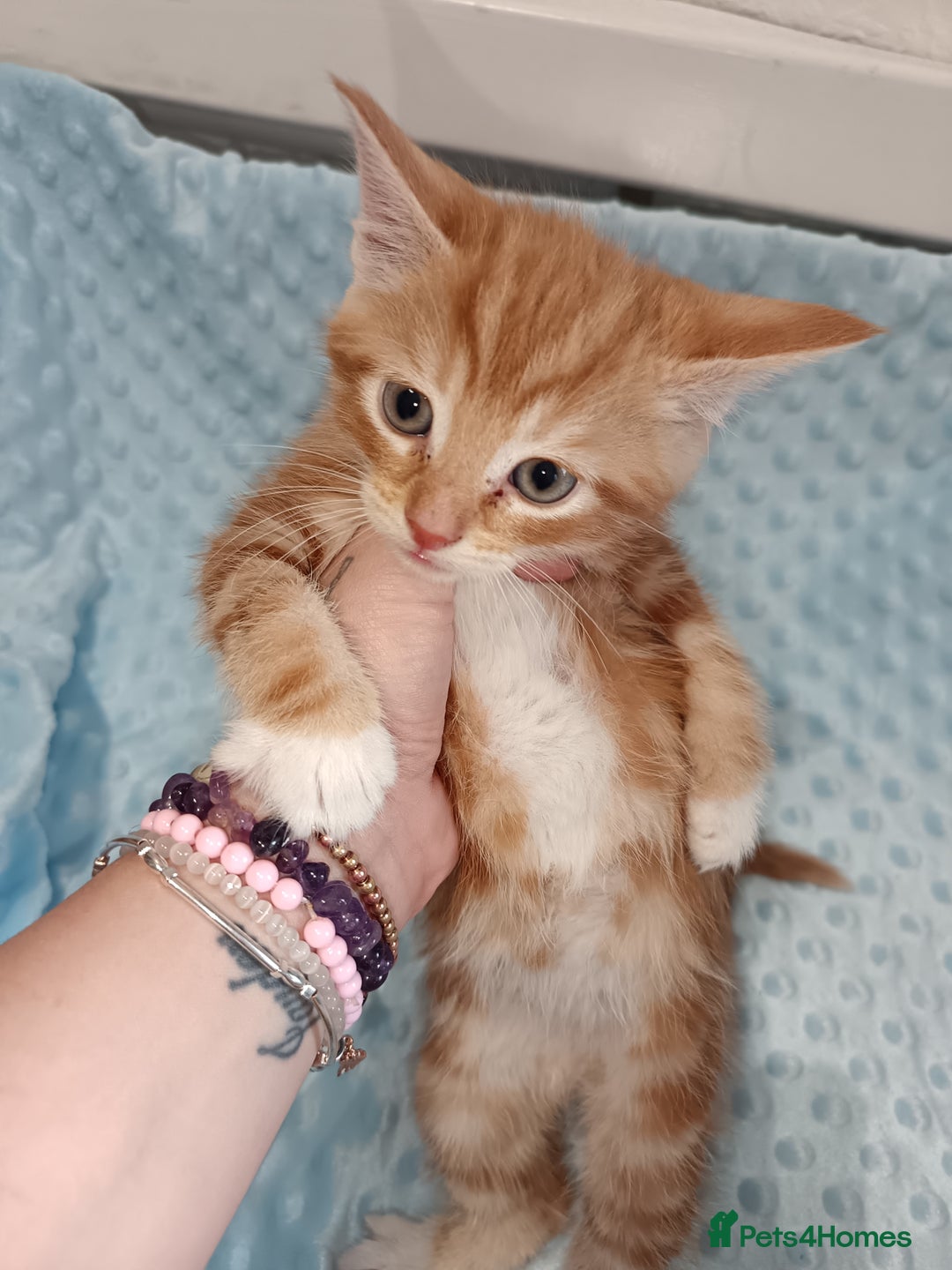 Maine Coon cats for sale: Mainecoon kittens  - Image 16