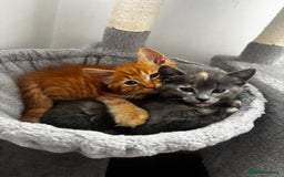Ragdoll cats for sale: Tiny Ginger Female - Image 4